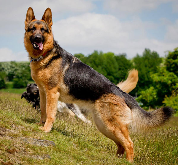 Cão, pet, cachorro, cãozinho