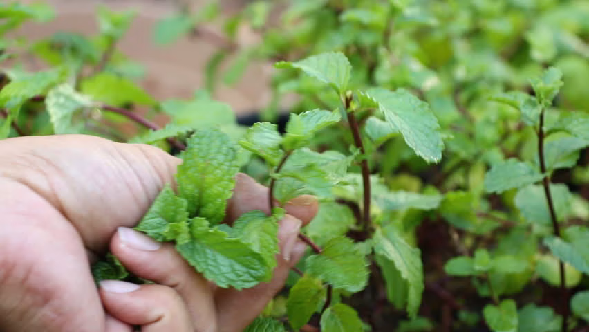 Fresh Mint Akmos Pulseira Akmos Doctor Fit Akmos
